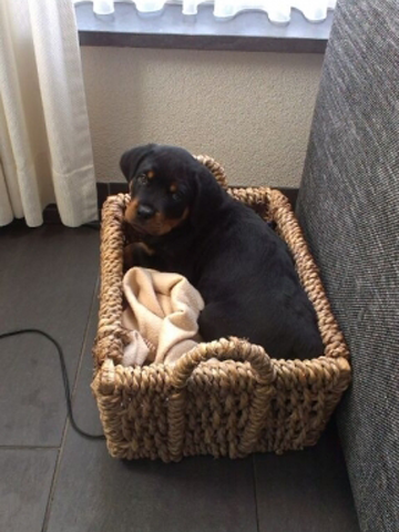 pup_roweiler.png