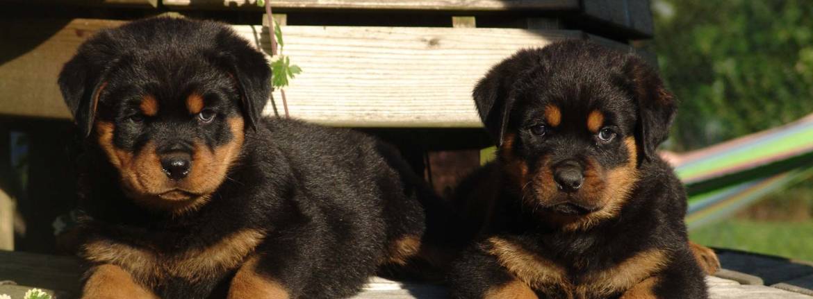 rotweiler_puppies2.jpg