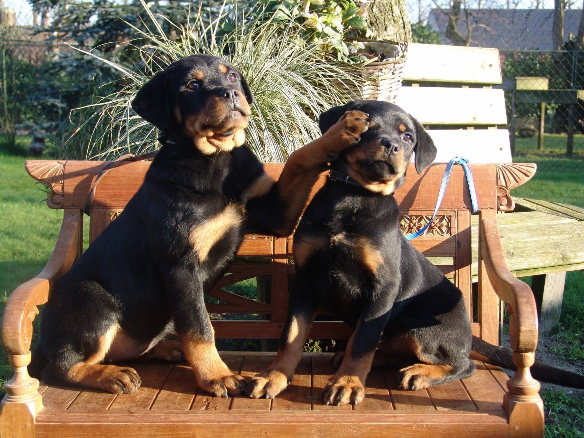 Grappige-Rottweiler-pups.jpg