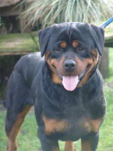 Ohio v/d Laarbeekhoeve Rottweiler