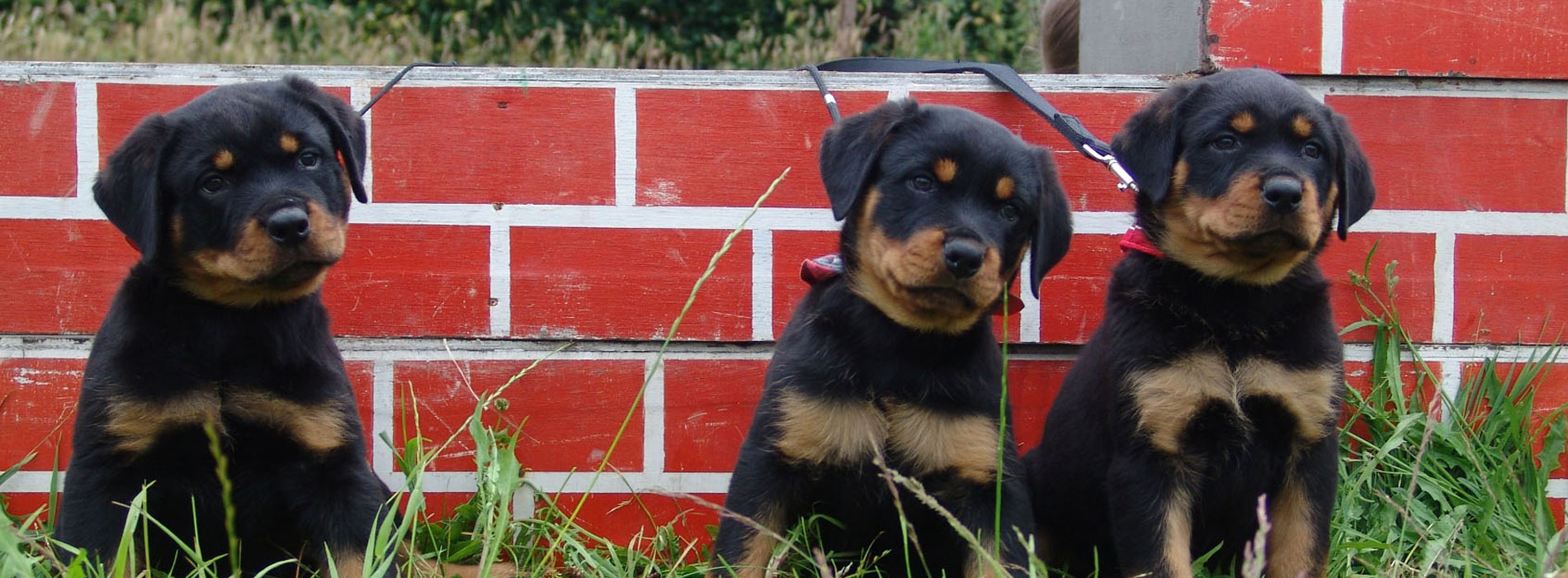 Pups voor muurtje Laarbeekhoeve