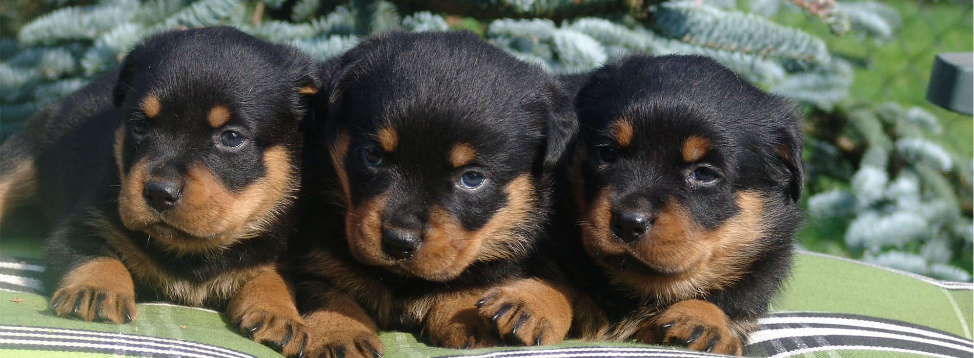 Rottweiler puppies Laarbeekhoeve