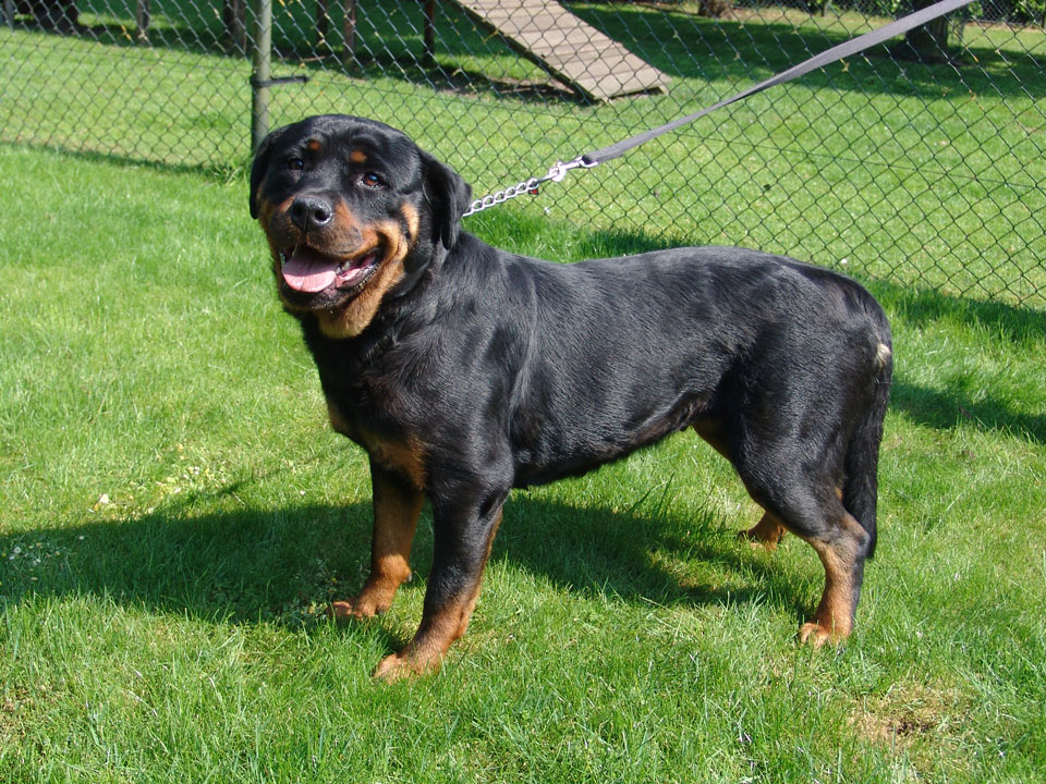 Rottweiler-teef-15-jaar-2-groot.jpg