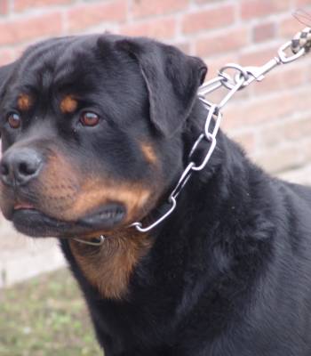 Garry Vom Willicher Wappen Rottweilerkennel Laarbeekhoeve