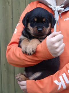 Ongeschikt dichtheid Omringd Rottweiler pups | Kennel de Laarbeekhoeve