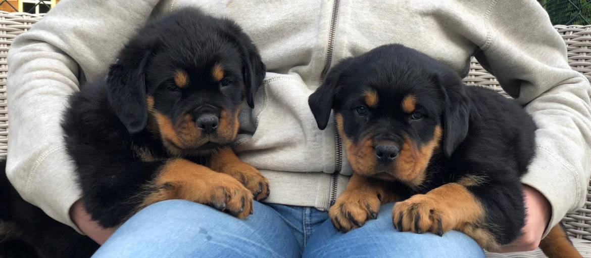 Rottweiler-pups-Laarbeekhoeve.jpg