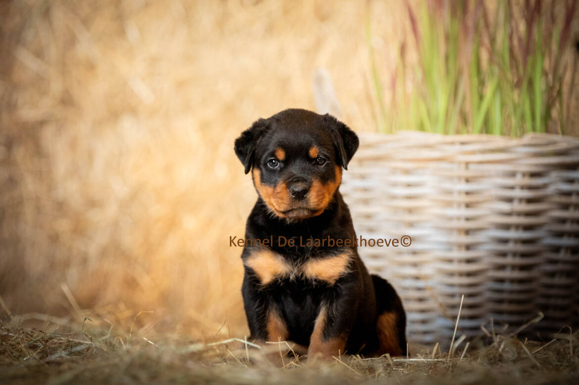 Puppy-Laarbeekhoeve-a.jpg