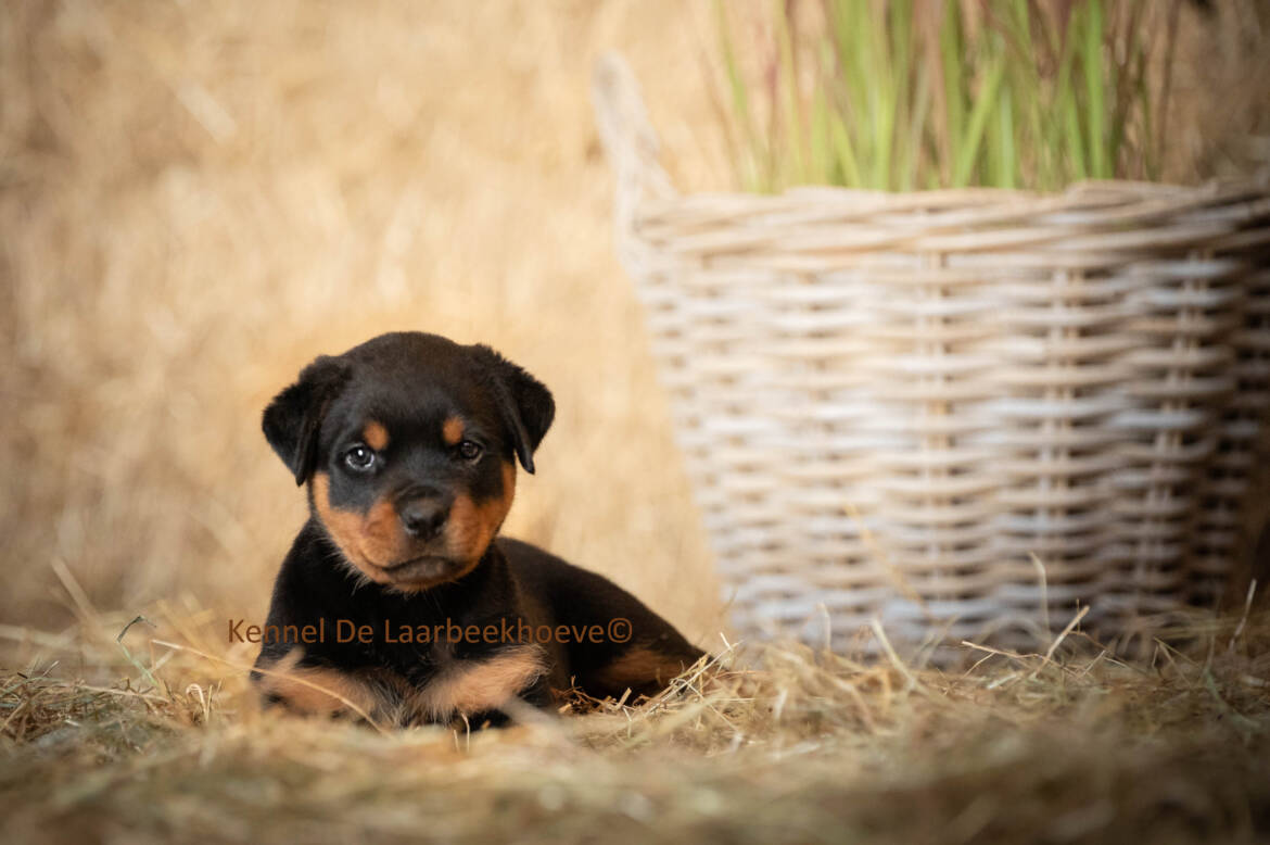 Puppy-Laarbeekhoeve-b.jpg